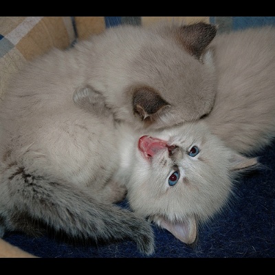 Yolo-cat