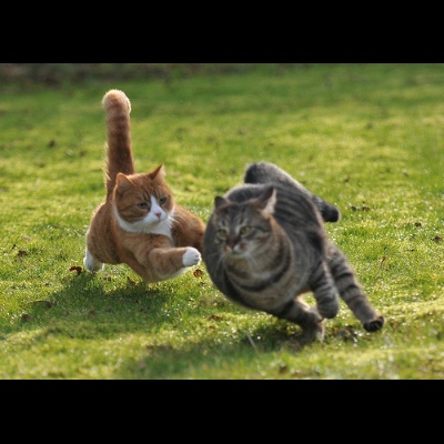 Yolo-cat