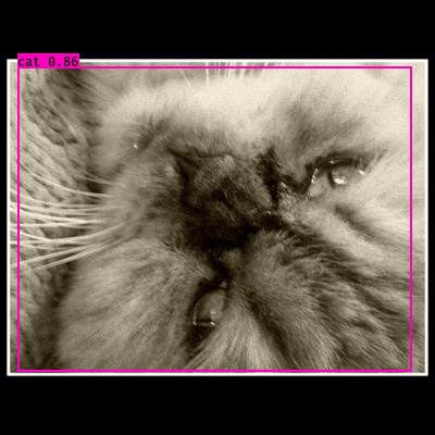 Yolo-cat