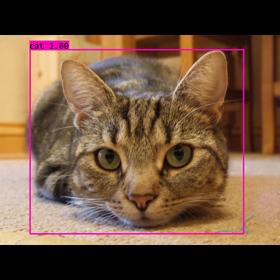 Yolo-cat